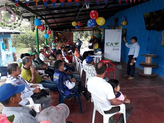 El ICA en el Caquetá trabaja por mantener los cultivos de cacao sanos e inocuos