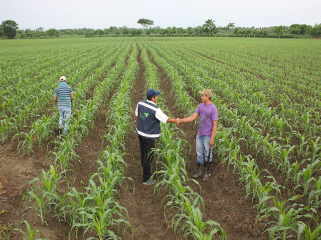 Ante cambios bruscos en el clima, agricultores deben aplicar medidas de prevención