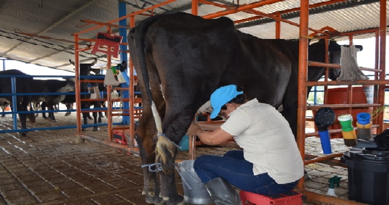 Israel: nuevo destino para la exportación de leche y productos lácteos colombianos
