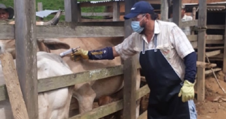 Colombia ha vacunado en 5 semanas 16,5 millones de bovinos y bufalinos contra fiebre aftosa