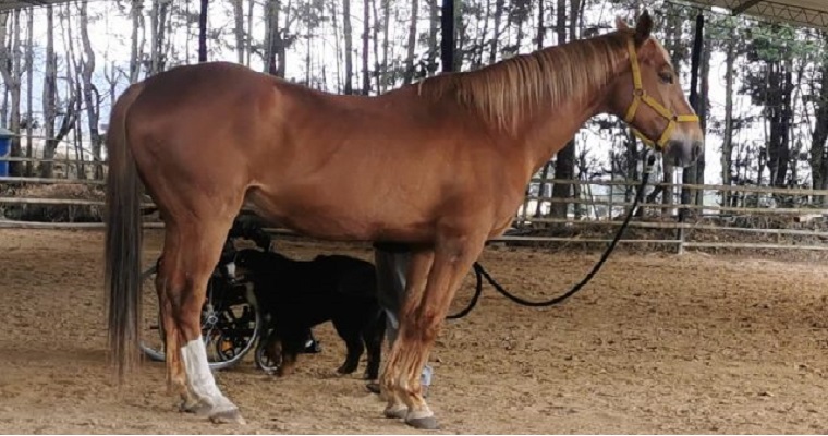 890 personas capacitadas en el Curso de Bienestar Animal en Intervenciones Asistidas con Animales