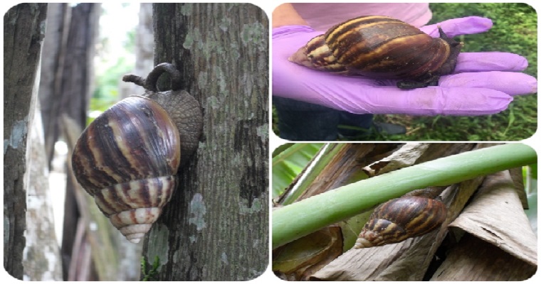 Vigilancia del caracol gigante africano en sistemas productivos agrícolas en Cundinamarca