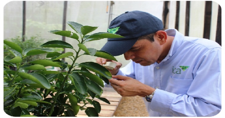 El ICA y autoridades de Santander incrementan acciones para prevenir el HLB de los cítricos en el departamento