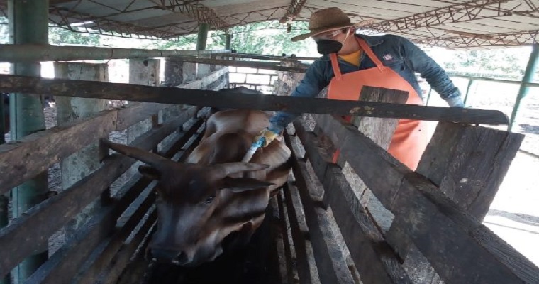 Colombia ha vacunado 5,1 millones de bovinos contra la fiebre aftosa