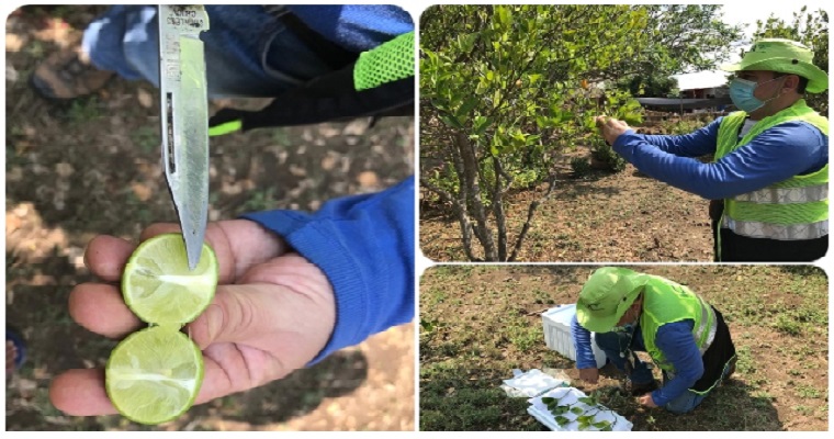 El ICA ejerce acciones de control fitosanitario en pro de la producción frutícola de Bolívar
