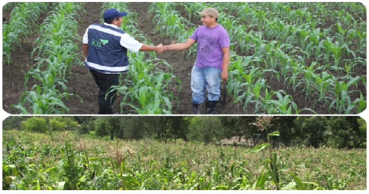 Definidas fechas para siembra de cultivos de maíz y sorgo en el Tolima