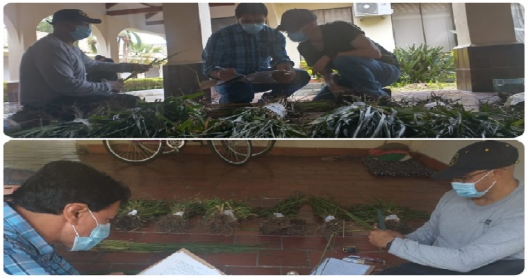 El ICA continúa protegiendo la obtención de nuevas variedades vegetales en el Valle del Cauca