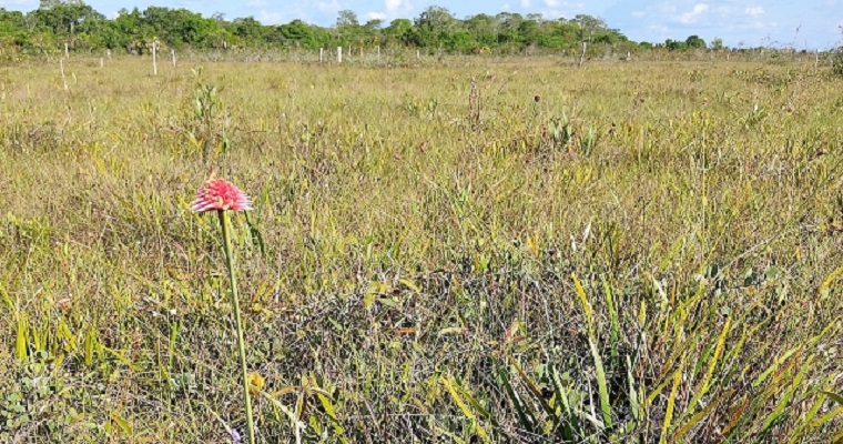 Flor de Inírida para exportación desde el Guainía