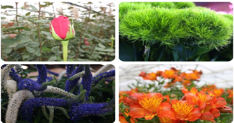 El ICA, soporte para la exportación de flores y ornamentales al mundo para San Valentín