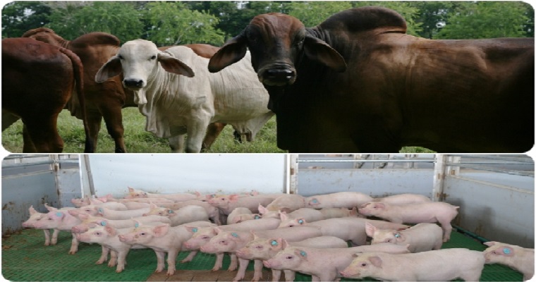 Más de 1.500 personas se capacitaron en bienestar animal en la producción de bovinos y porcinos