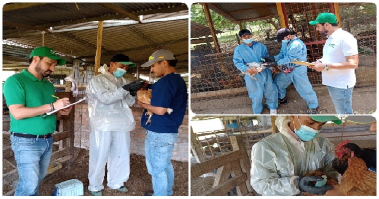 En el Tolima, cerca de ocho mil aves de traspatio fueron vacunadas contra Newcastle