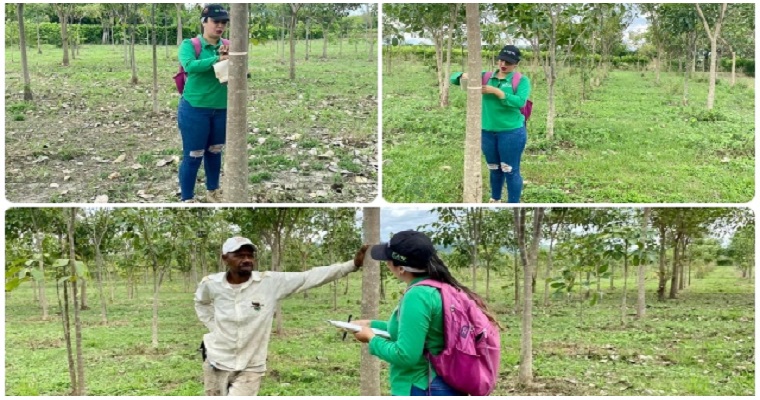 Plantaciones forestales en el Tolima avanzan con buena condición fitosanitaria