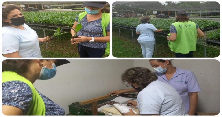 Desde el Meta exportarán semillas de palma de aceite a México