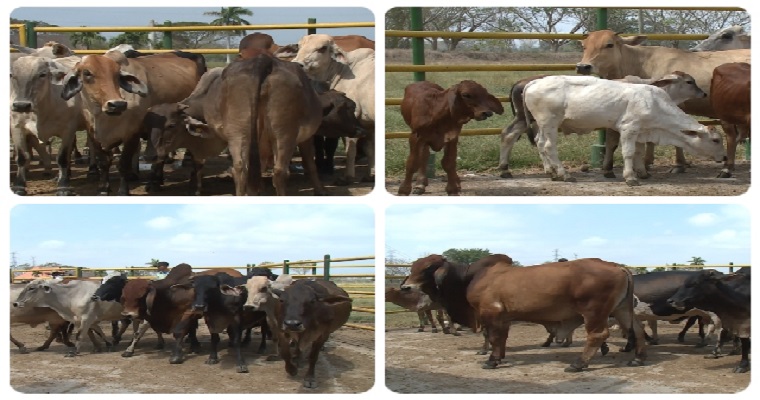 Colombia logró acuerdo para la exportación de material genético bovino a Paraguay