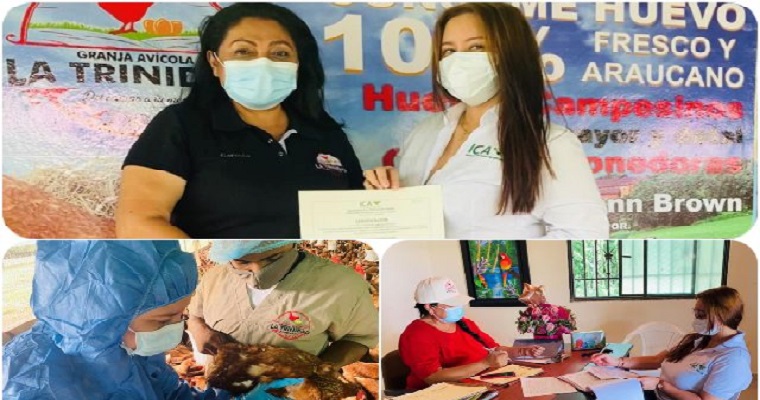 Recertificación de granjas avícolas bioseguras en Arauca