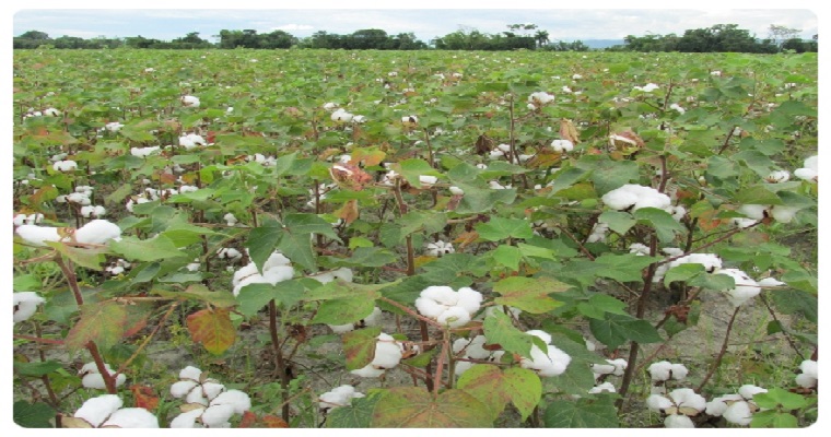¡Atención algodoneros del Huilla! Se ampliaron las fechas para la venta, siembra y resiembra de semillas