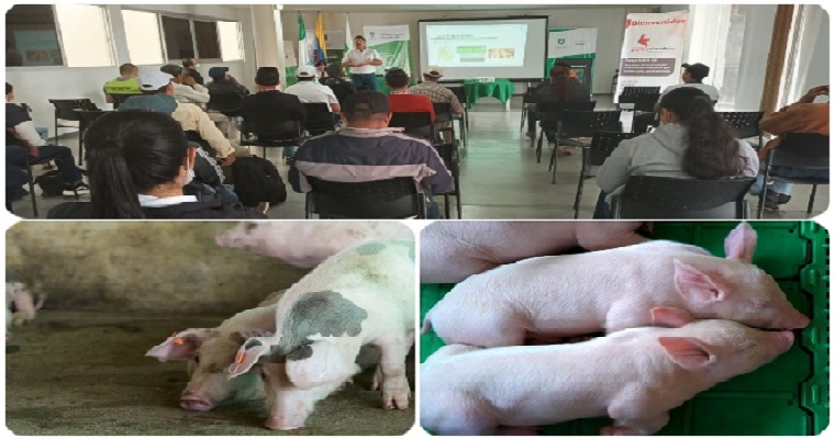 La producción porcícola en el Huila cada vez más competitiva