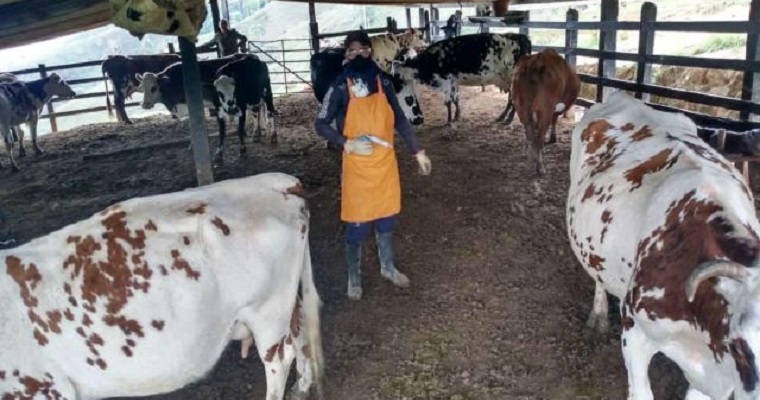 El próximo 9 de noviembre iniciará el segundo ciclo de vacunación contra la fiebre aftosa y la brucelosis bovina