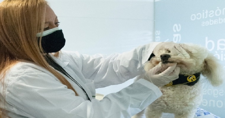 El ICA implementa módulo para la expedición de Certificados de Inspección Sanitaria, para salida de mascotas del país