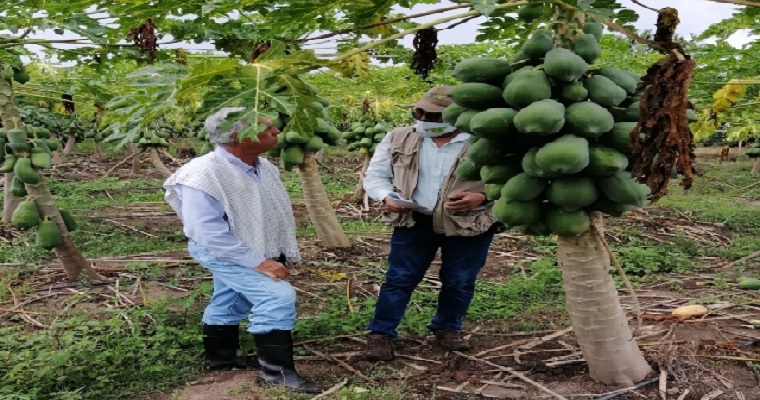 Con inspecciones fitosanitarias, el ICA protege los cultivos de frutales en Bolívar
