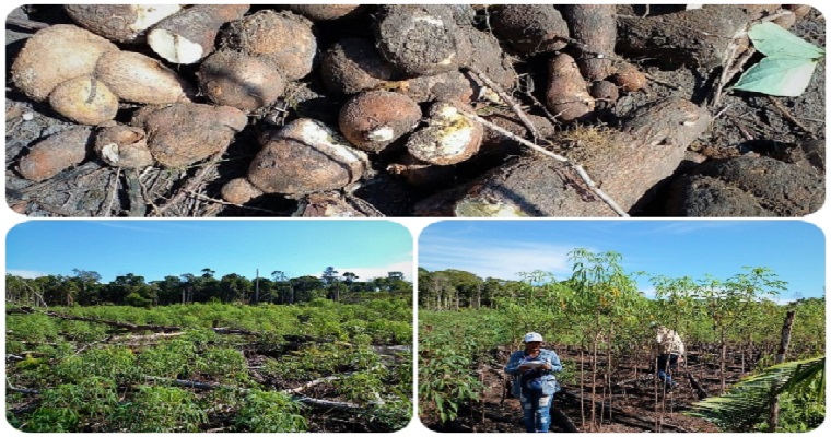 Asociaciones indígenas del Guainía fueron orientadas para la producción de yuca brava