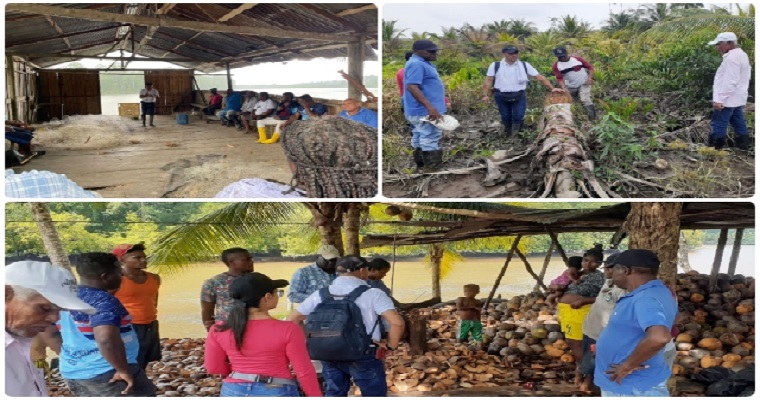 El ICA y productores de coco el Cauca articulados para seguir fortaleciendo del sector