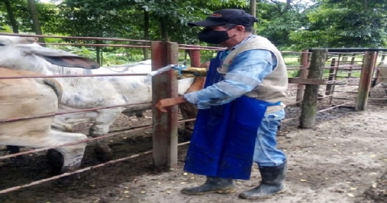 Primer ciclo del 2022 inmunizó contra la fiebre aftosa 29,5 millones de bovinos y bufalinos en el país