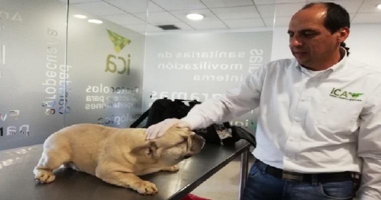 EEUU modificó temporalmente los requisitos sanitarios para el ingreso de perros procedentes de países con riesgo de rabia