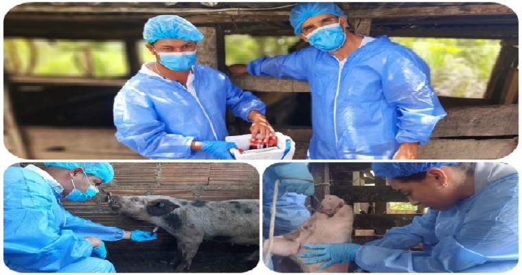 Muestreo serológico para detección de Peste Porcina Clásica en Santander