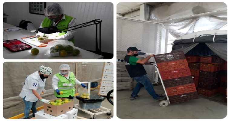 23 toneladas de naranja están listas para ser exportadas hacia Puerto Rico