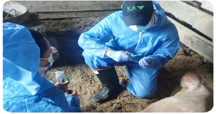 En ICA en trabaja para asegurar la porcicultura en Cundinamarca