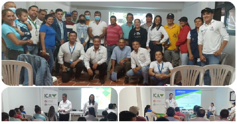 Prevenir, controlar y erradicar enfermedades en cultivos de plátano y banano, objetivo de productores de Villa Caro