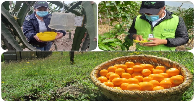 Boyacá cuenta con 364 predios productores de vegetales para exportación