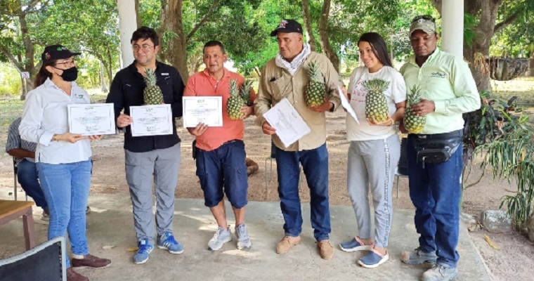 Los cultivos de piña del Cesar, con calidad e inocuidad