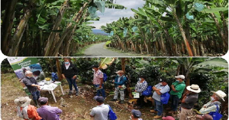 En Caldas, 40 productores de plátano y banano recibieron capacitación en plagas del cultivo