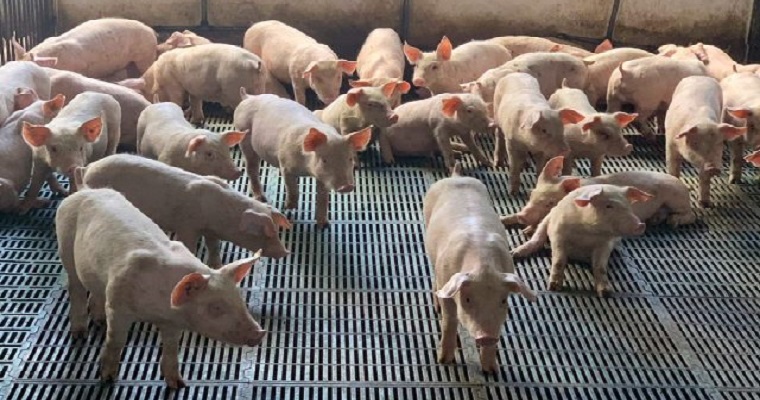 Con éxito se desarrolla el Proyecto de Cooperación Estratégica en Asuntos Veterinarios y de Inocuidad, entre Dinamarca y Colombia