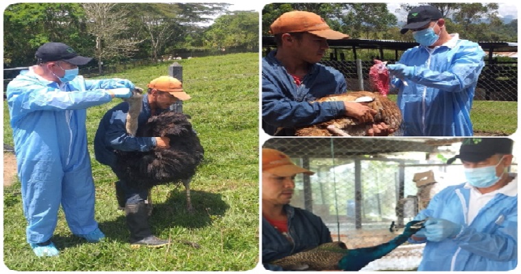 Vigilancia epidemiológica para prevenir presencia de Newcastle e Influenza Aviar en Santander