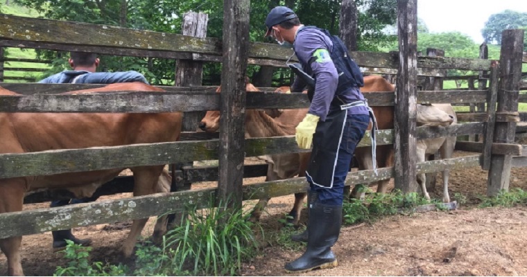 Colombia logró vacunar contra aftosa el 99,2 % del hato bovino y bufalino menores de 24 meses en zonas de frontera con Venezuela