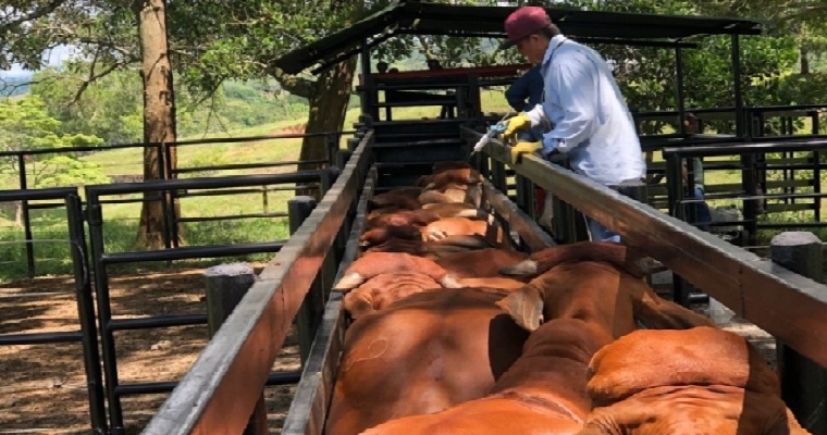 Van 5,6 millones de bovinos y bufalinos vacunados contra fiebre aftosa en el país