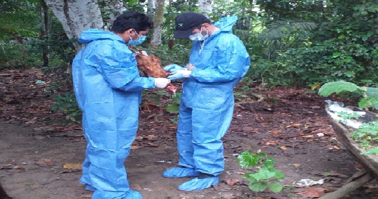 Con vigilancia epidemiológica, el ICA determina la presencia de enfermedades de control oficial en la especie aviar