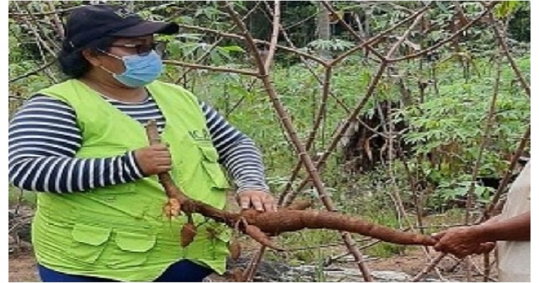 El ICA controla y previene la presencia de plagas en el Vaupés a través de vigilancia fitosanitaria