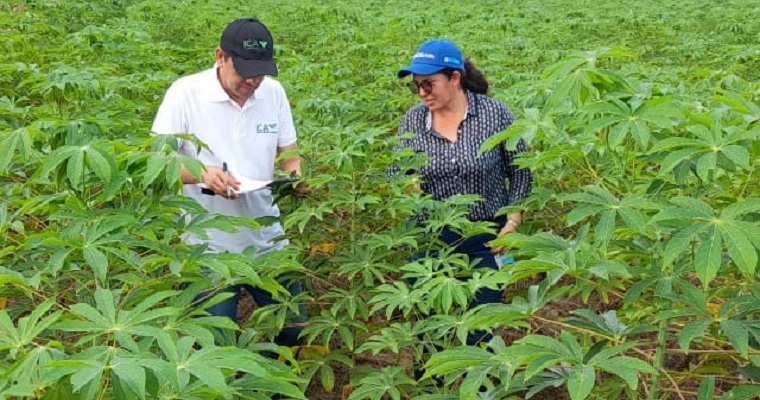 El ICA vigila la producción de semilla de yuca en Córdoba