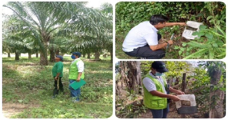 Inspección, vigilancia y control a cultivos de palma de aceite de La Guajira