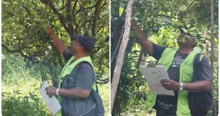 La producción de cítricos en San Andrés cuenta con la vigilancia y control del ICA