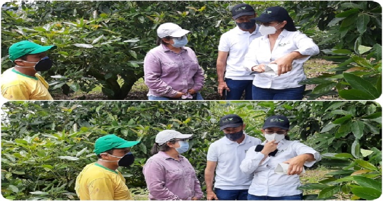 Visitas de inspección a predios productores de aguacate Hass en Risaralda