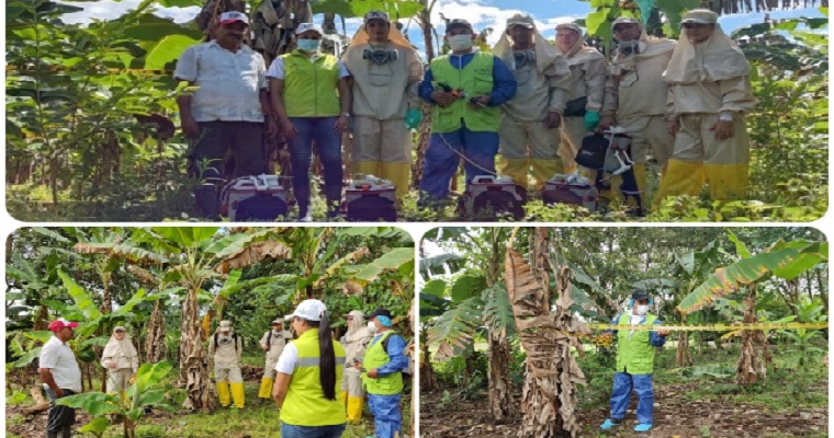 Cultivos de plátano y banano en Arauca, con alta condición fitosanitaria y productivos
