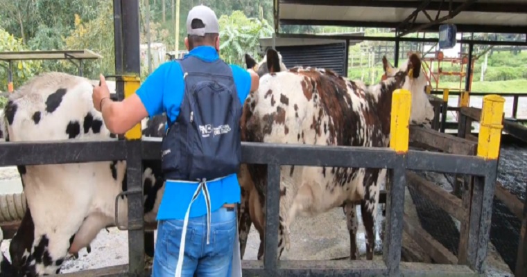 Se amplía el 1º ciclo de vacunación de fiebre aftosa, brucelosis bovina y rabia de origen silvestre