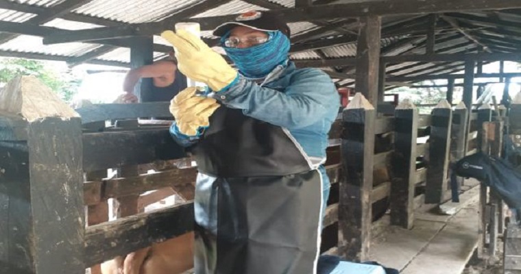 Ciclo II contra aftosa ha vacunado el 65,6 % del hato bovino y bufalino colombiano