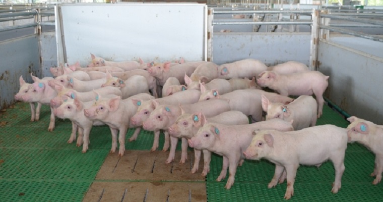 Colombia es libre de coronavirus respiratorio porcino y del virus de gastroenteritis transmisible en porcinos