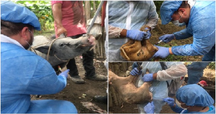 La peste porcina clásica, en la mira del ICA en Bolívar